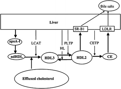 Fig. 1