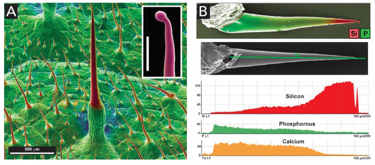 Figure 19