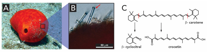 Figure 14