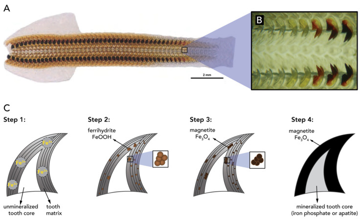 Figure 21