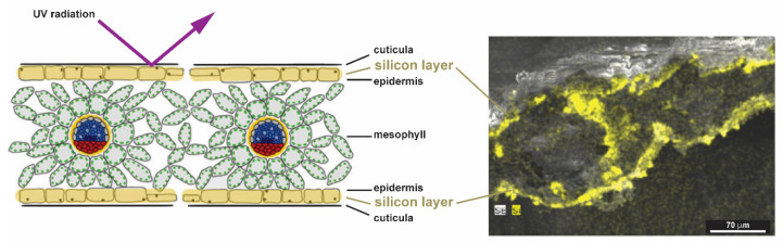 Figure 17