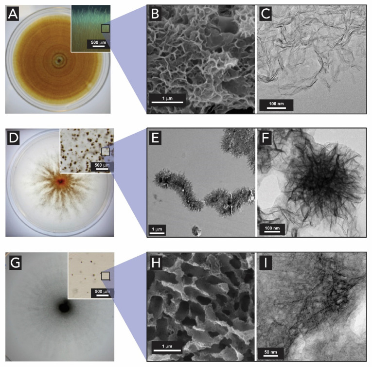 Figure 25