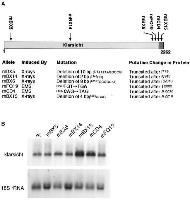 Figure 3.—