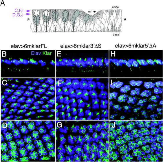 Figure 6.—