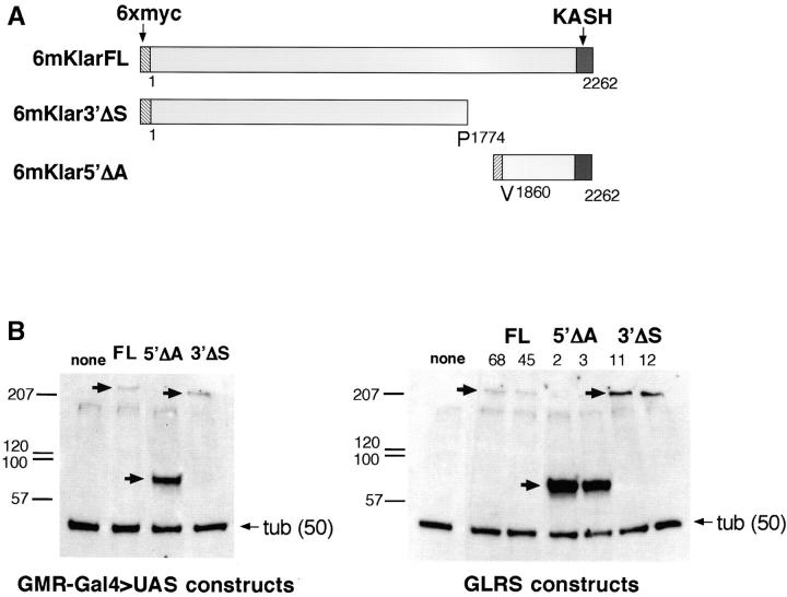 Figure 5.—