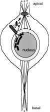 F<sc>igure</sc> 2.—