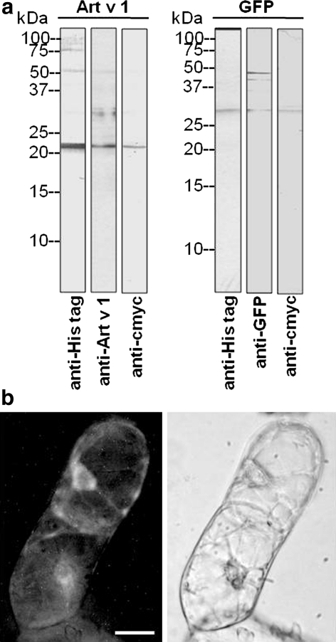 Fig. 7