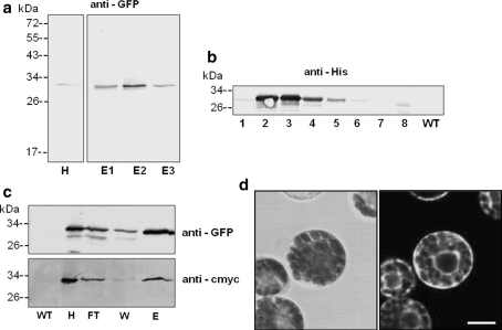 Fig. 5