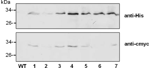 Fig. 6