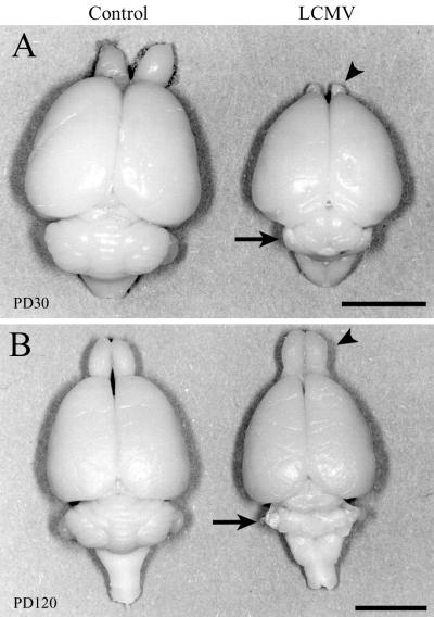 FIG. 6.