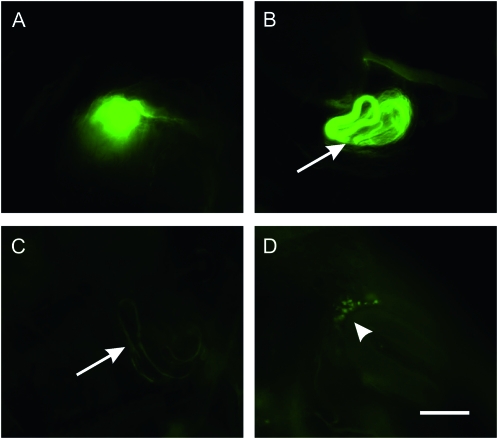 Figure 3.—