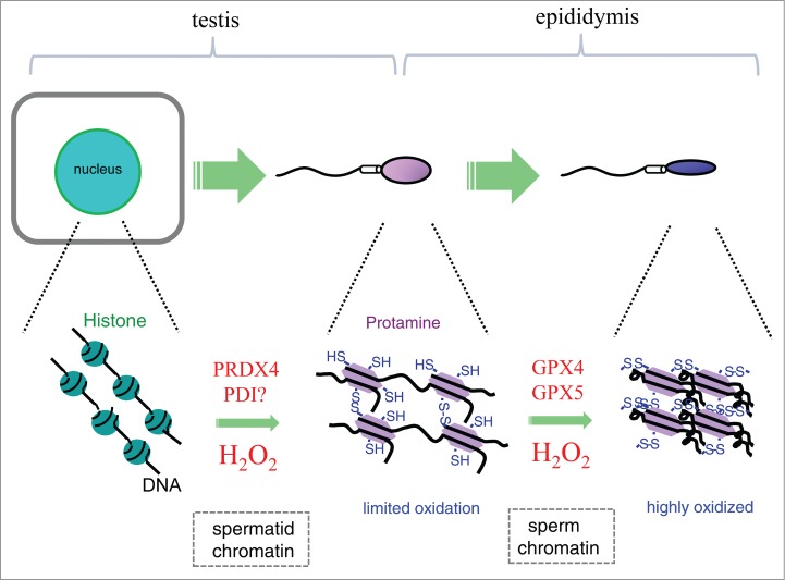 Figure 3.