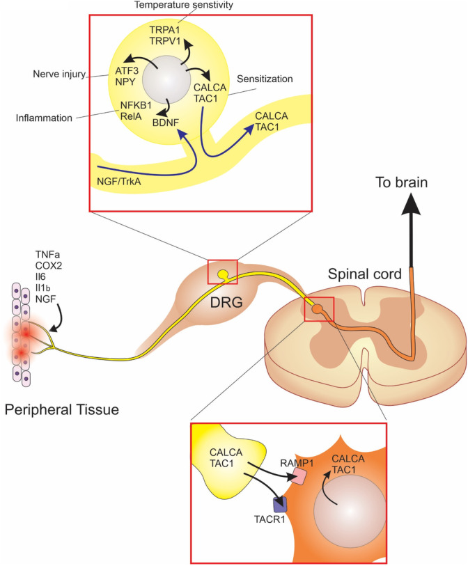 FIGURE 1