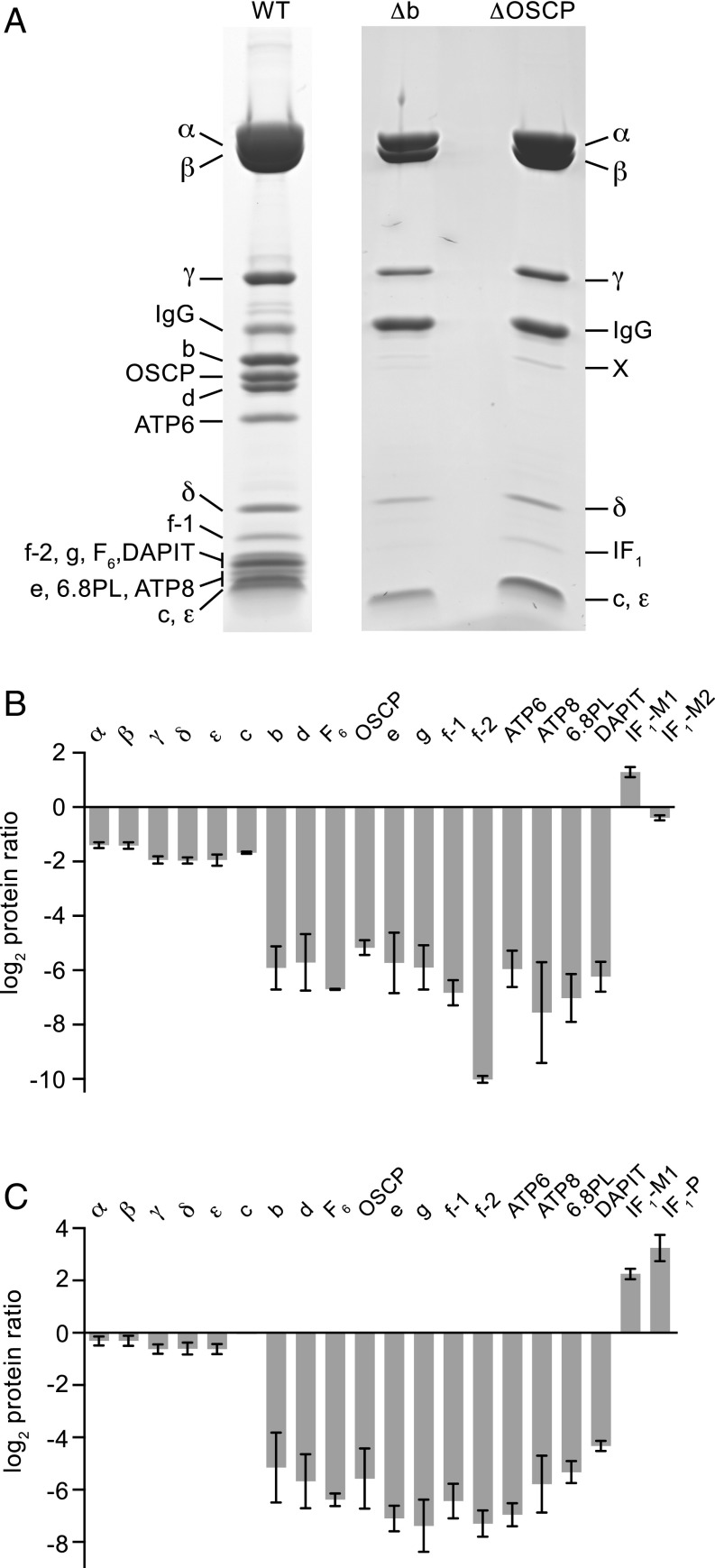 Fig. 6.