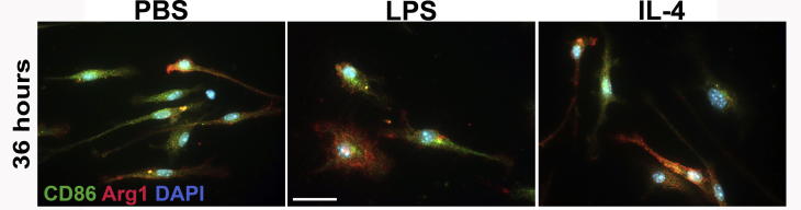 Supplementary Fig. 3