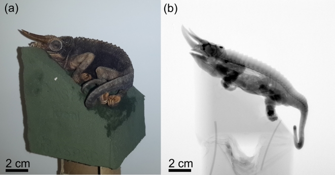 Figure 2: