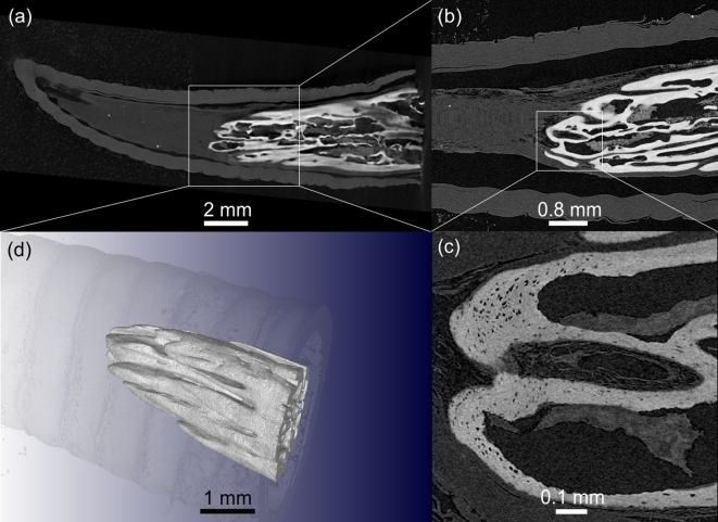 Figure 7: