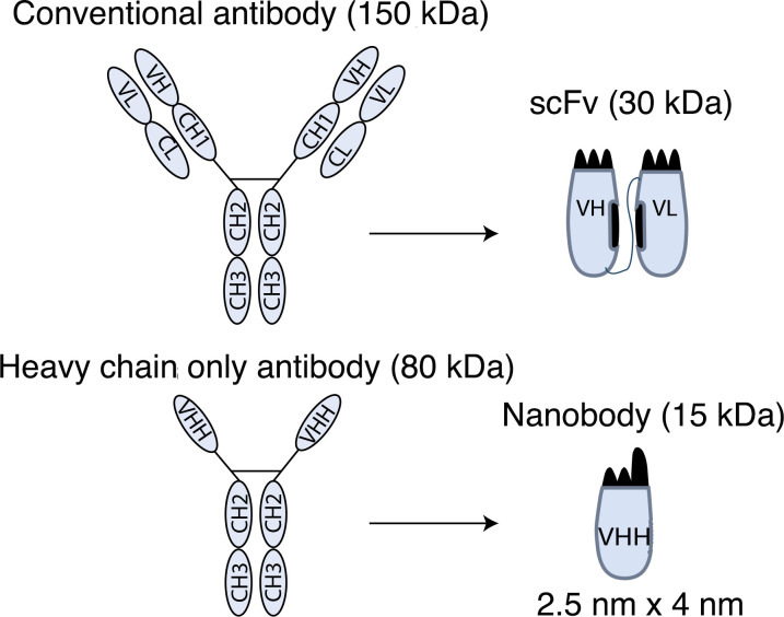 Figure 1—figure supplement 1.