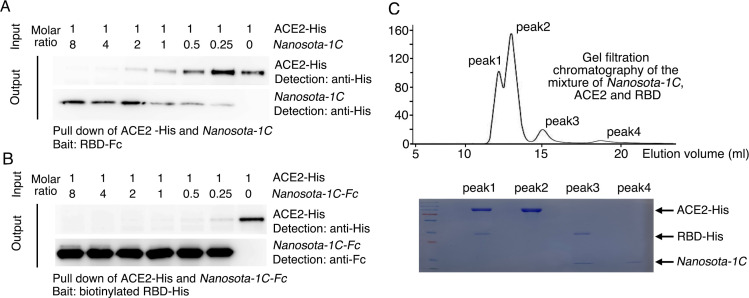 Figure 2—figure supplement 4.