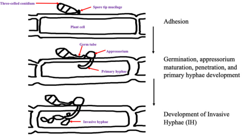 FIGURE 2