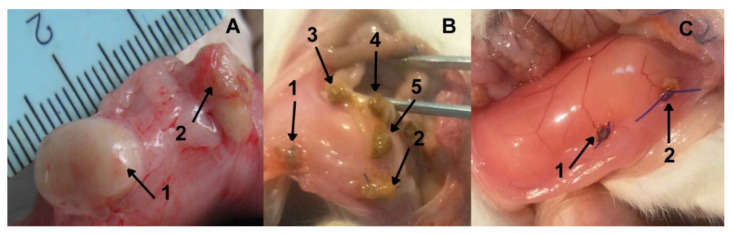 Figure 25