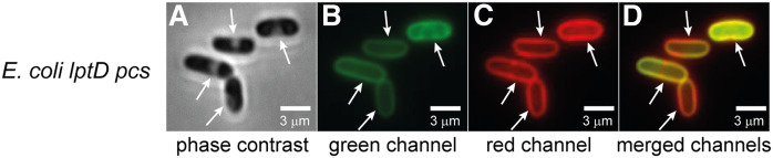 Fig. 7.