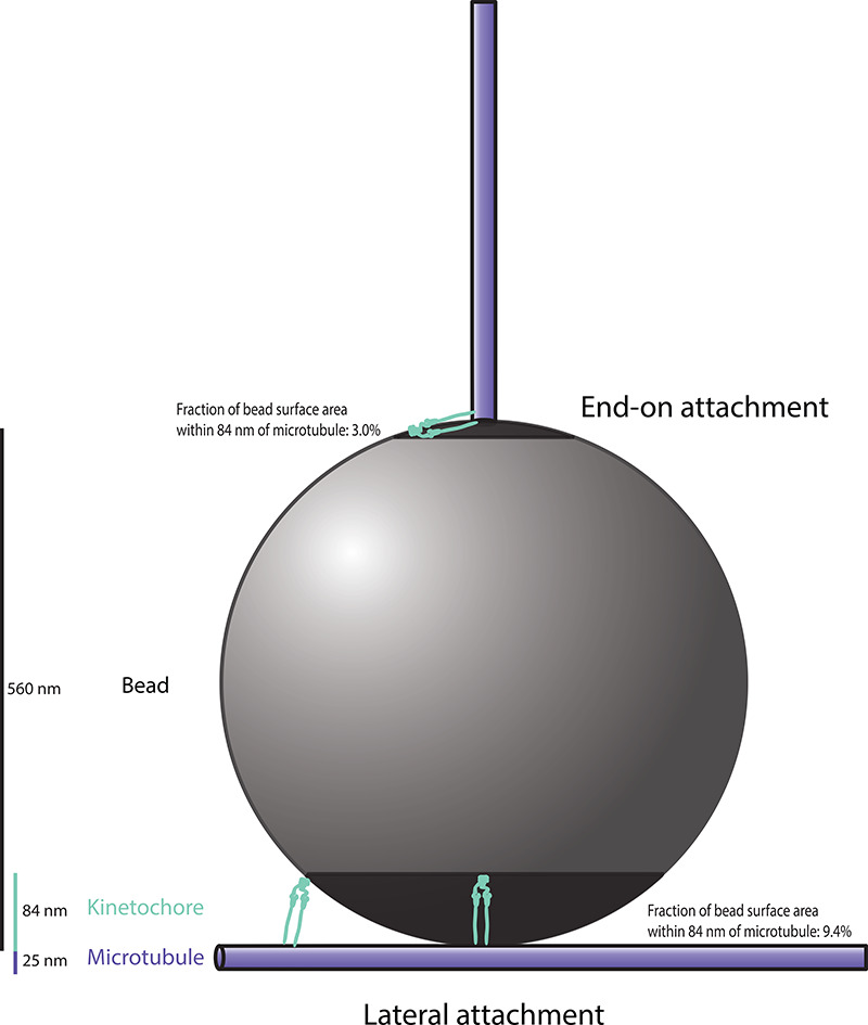 Figure 1—figure supplement 1.