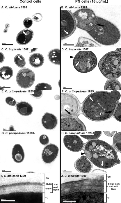 FIG. 5.