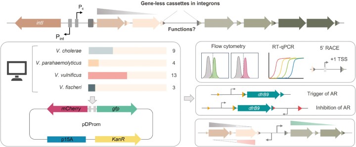 Graphical Abstract