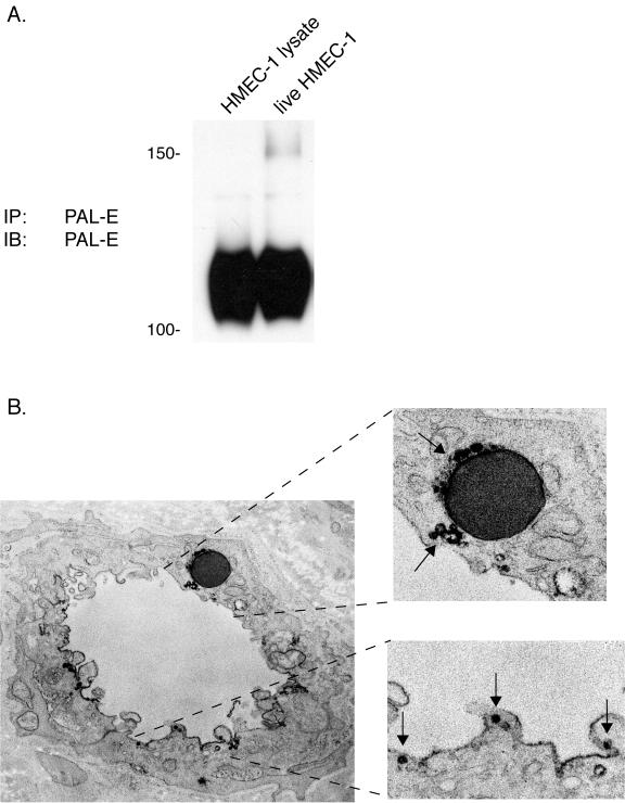 FIG. 5.