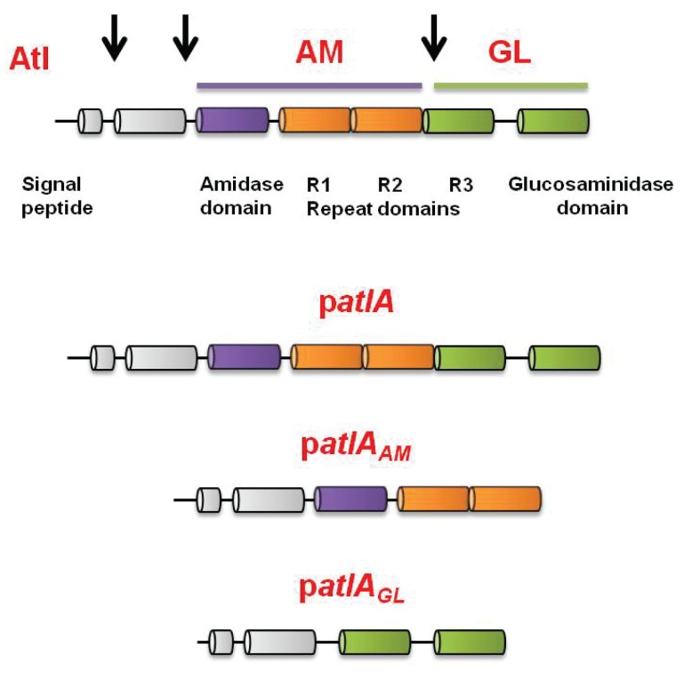 Figure 3—figure supplement 1.