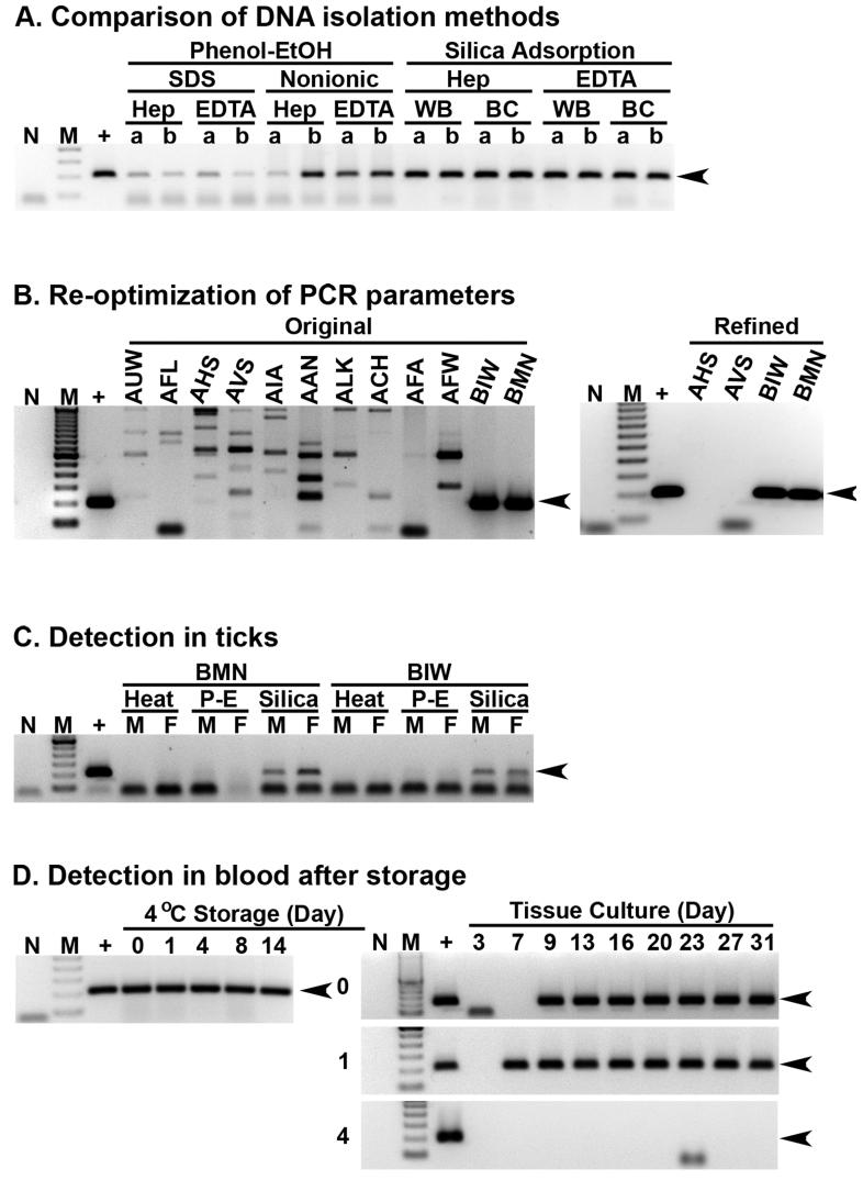Rapid screening and cultivation of ehrlichia canis from refrigerated