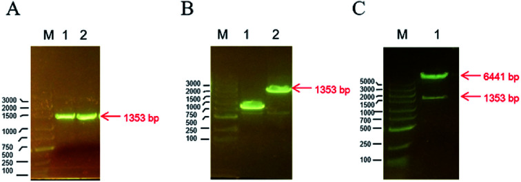 graphic file with name c8ra01466c-ga.jpg