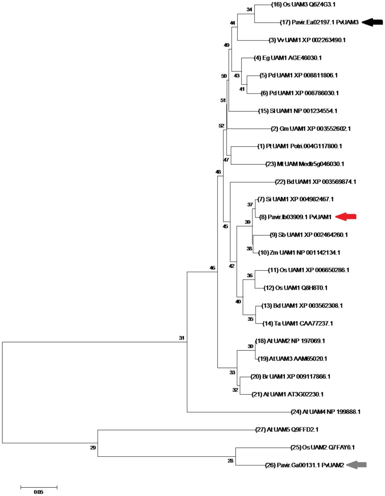 FIGURE 1