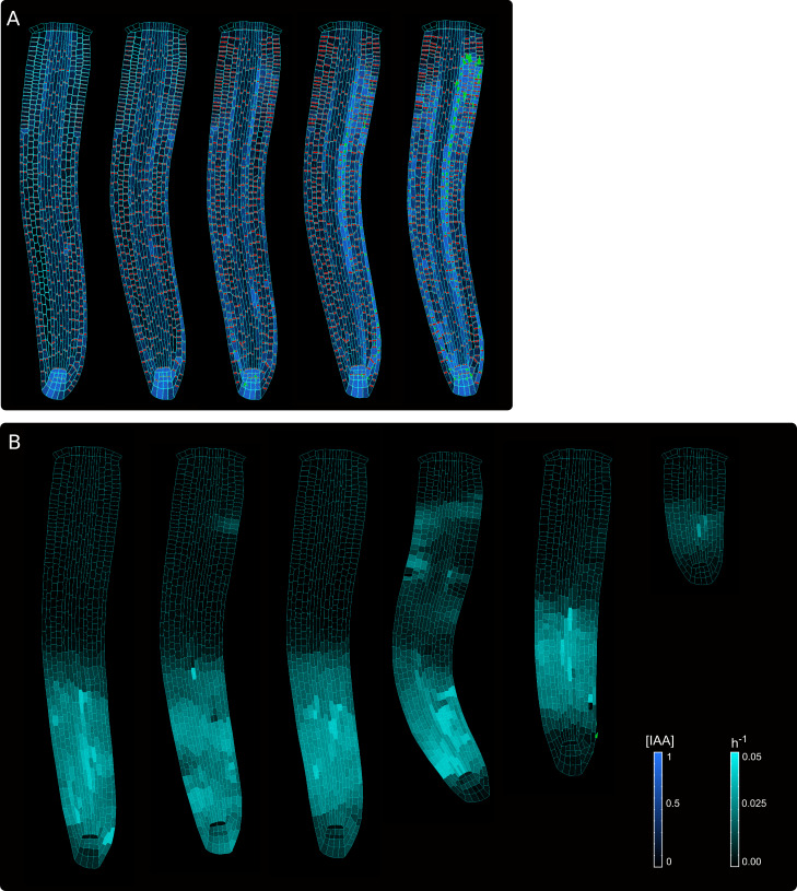 Figure 5—figure supplement 3.