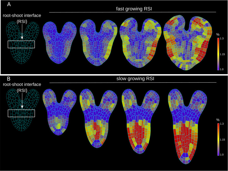 Figure 1—figure supplement 3.