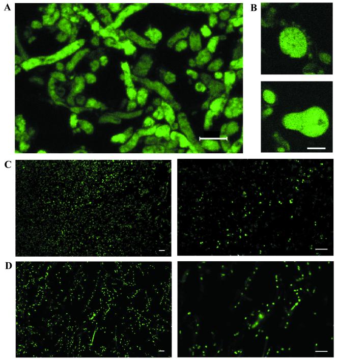 FIG. 7.