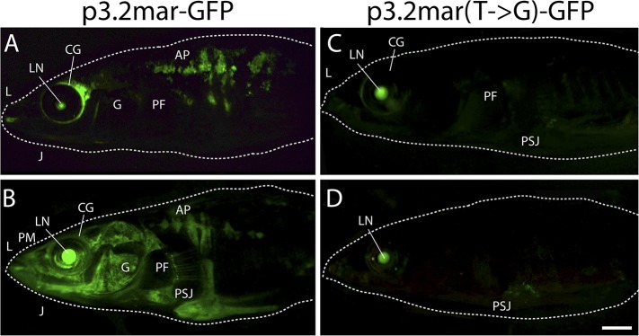 Figure 4—figure supplement 1.