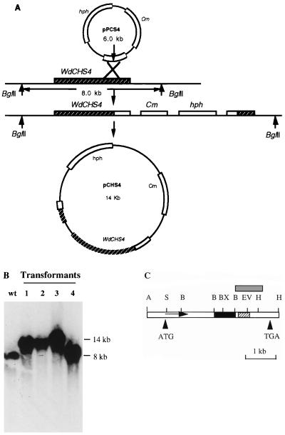 FIG. 1