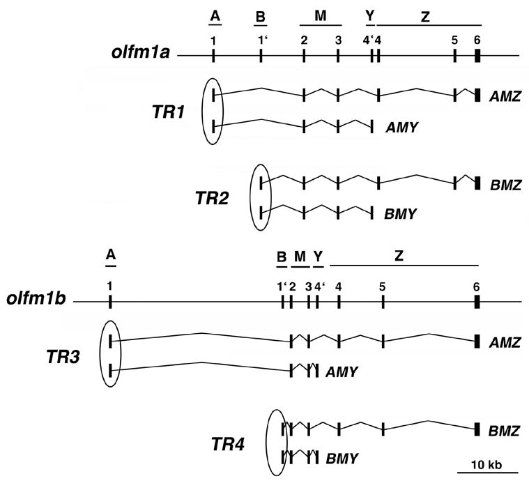 Fig. 1