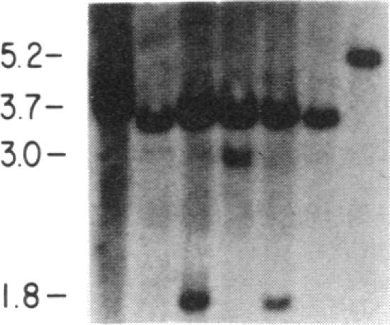 graphic file with name pnas00261-0324-e.jpg