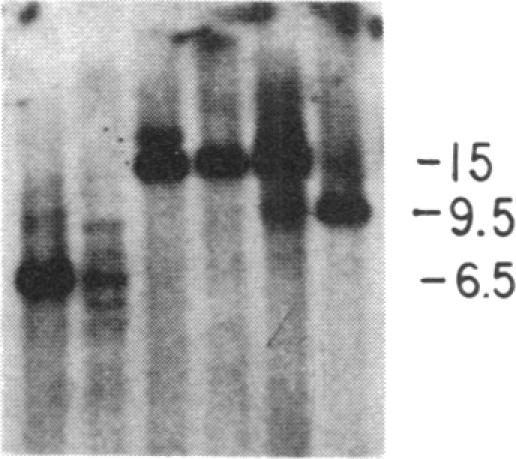 graphic file with name pnas00261-0324-a.jpg