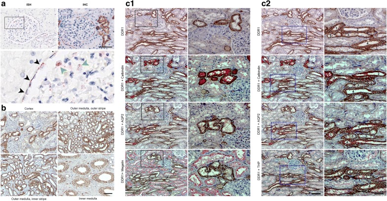 Fig. 1