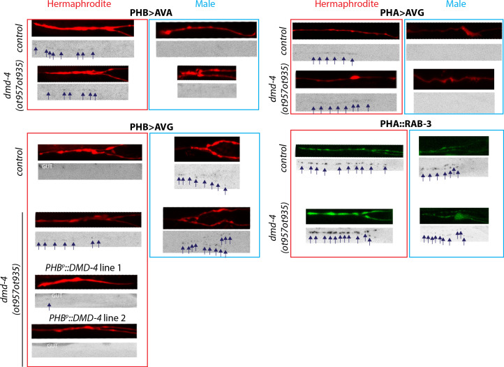 Figure 3—figure supplement 2.