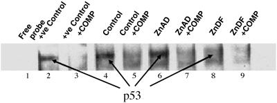 Fig 5.