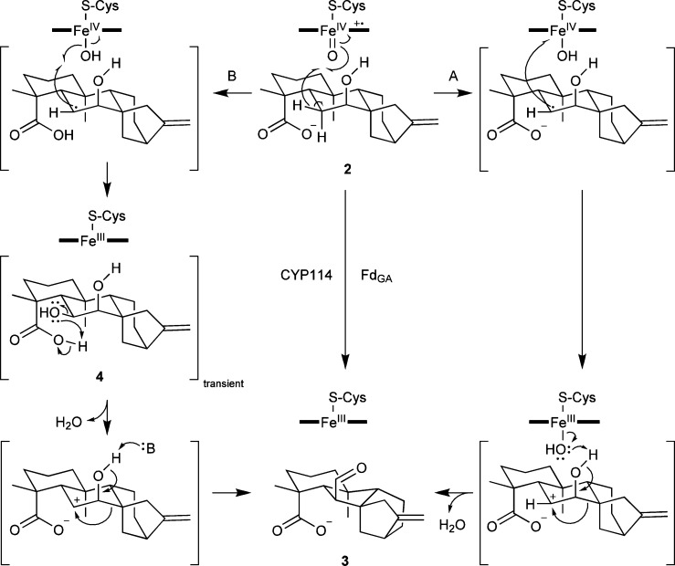 Scheme 3