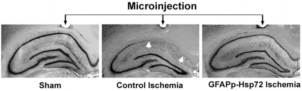 Fig. (3)