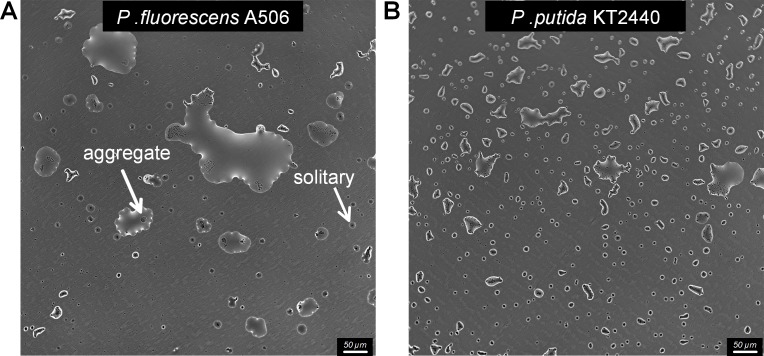 Figure 2—figure supplement 1.