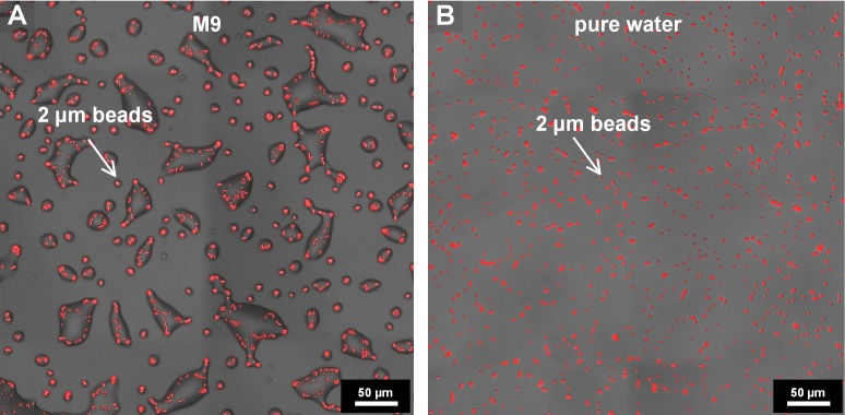 Figure 2—figure supplement 2.