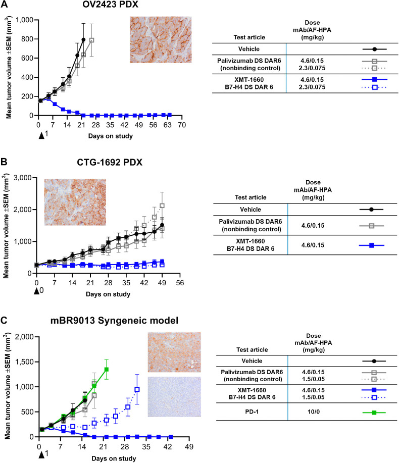 Figure 4. XMT-1660 activity in ovarian tumors and PD-1 refractory breast tumor. A, Antitumor activity of XMT-1660 in OV2423 ovarian cancer PDX. Inset, B7-H4 IHC. B, Antitumor activity of XMT-1660 in CTG-1692 ovarian cancer PDX. Inset, B7-H4 IHC. C, Antitumor activity of XMT-1660 in mBR9013 MMTV-ERBB2-derived syngeneic tumor in FVB/NJ. Anti–PD-1 immune checkpoint inhibitor was also evaluated (dosed BIWx3 (IP)). Inset, B7-H4 (top) and PD-L1 (bottom) IHC.